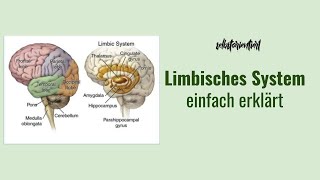 Limbisches System einfach erklärt  Bestandteile  Funktion  Aufbau  Hippocampus  Gehirn Angst [upl. by Eimyaj564]