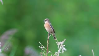 東亞石䳭 Amur Stonechat [upl. by Nidak837]