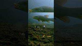 Schleien Angeln Fischsuche Gewässer Abenteuer Natur Geduld Fischfang fishing carp [upl. by Sadick70]