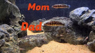 Julidochromis Transcriptus pair with babies [upl. by Licht]