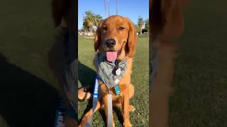 Golden retriever puppy goes to golf course goldenretriever golf dogfriendly [upl. by Walter708]