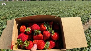 Picking Strawberry  Beerenberg farm Adelaide [upl. by Reyem]