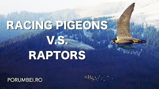 Racing pigeons VS Raptors [upl. by Akehsar]