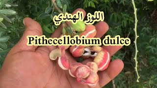 شجرة اللوز الهندي Pithecellobium dulce [upl. by Nuaj]