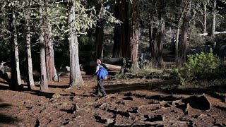 HOSMER GROVE Campground amp TRAIL Maui HAWAII 4K [upl. by Elvie]