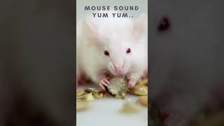 Mouse Sound effect 🐀🐁☺ mouse noise Rat squeaking Shorts [upl. by Saticilef38]