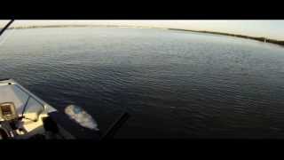 Bream and Whiting on fly [upl. by Duncan]