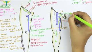 Lymphatic Drainage of Lower Limb  Anatomy [upl. by Nesral]