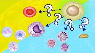 Hemopoiesis  Hematopoiesis  How Blood is Made [upl. by Genevieve]