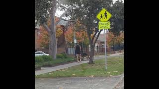 Illegal offleash dog in Stonnington 1 [upl. by Olivero]