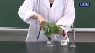 Practical 106 Measurement of the amount of water absorbed and lost by a plant with weight potometer [upl. by Egiap]