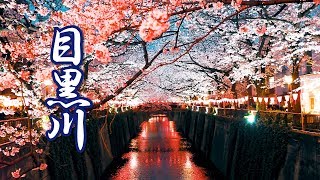 【Cherry blossoms】TOKYO Meguro River 2019 4K 目黒川 [upl. by Shaver]