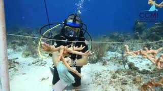 Reefs Go Live How Do Scientists Grow Corals  Frame Cleaning [upl. by Eceer221]