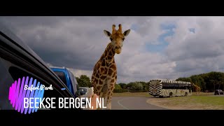 Safari Park  Beekse Bergen NL [upl. by Ehcsrop836]