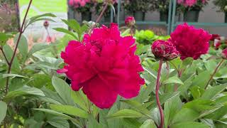 Paeonia Karl Rosenfield Peony  SHOWSTOPPING❗ classic red flowers and FRAGRANT [upl. by Schonfeld]