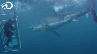 Un requin blanc de 5 mètres  Le Mois des Requins [upl. by Chapin]