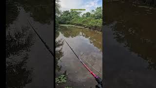 WOW CEK SOUND SHIMANO SLX DC 151HG shorts viralshorts viral Mancing shimano [upl. by Diannne]