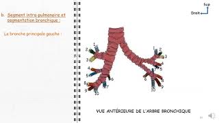 ANATOMIE FMPM TRACHEE ET BRONCHES [upl. by Gina]