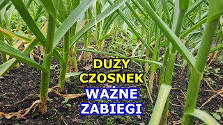 Chcesz mieć DUŻY CZOSNEK  Wykonuj te Zabiegi  Co wpływa na Wielkość Czosnku Kiedy zbierać Czosnek [upl. by Halda]