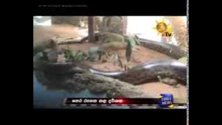 Anaconda eats her partner in Dehiwala [upl. by Enilkcaj216]