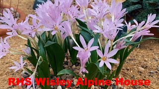 RHS Wisley Alpine House [upl. by Ashlan]