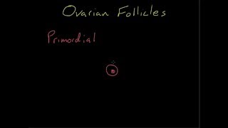 Differentiating Ovarian Follicles [upl. by Kcirdez]