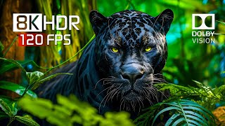 Best of Dolby Vision for 2024  8K HDR Video ULTRA HD 120FPS [upl. by Aicia]