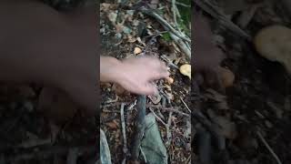 Cantharellus cibarius volgarmente gallinaccio فطر شانتيريل marocfunghi [upl. by Ansilme]