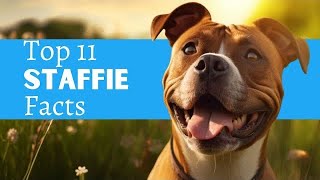 11 Staffordshire Bull Terrier Facts You MUST Know Before You Own One staffordshirebullterrier [upl. by Aicilas208]