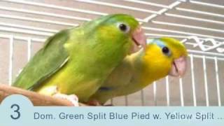 Parrotletbirds quotTop 10 Parrotlet Breeding Pairsquot Parrotletbirds [upl. by Siduhey2]