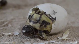 Schlüpfen Griechischer Landschildkröten  Greek tortoise hatching [upl. by Kaehpos]