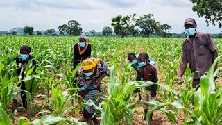 Nigeria’s FG Launches Bill GatesFunded GMO Maize Variety Names It TELA Maize [upl. by Darlene]