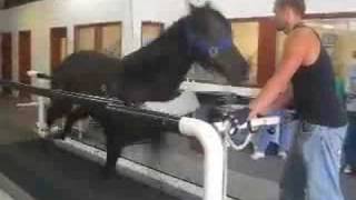 Equine Treadmill Demo [upl. by Aiz]