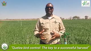 Quelea birds Awareness by Mr Nyamasoka [upl. by Nosnaj]