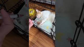 Ampicillin injections to treatment parvovirus on cat cat shortvideo parvovirus [upl. by Suirauqed803]