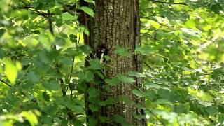 Great Spotted Woodpecker call chick in the nest call  Sounds of Nature in high quality [upl. by Lyreb]