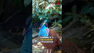 quotTemmincks Tragopan The Majestic Pheasant of the Eastern Himalayasquot one off the beautiful birds [upl. by Ecnedurp]