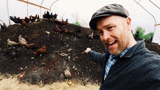 How Karl Hammer Feeds 600 Chickens Without Grains [upl. by Annaohj]