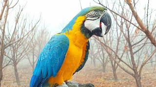 Blue and Gold Macaw Screaming Loud  Macaw Natural Sounds and Calls in Fog [upl. by Elhsa]