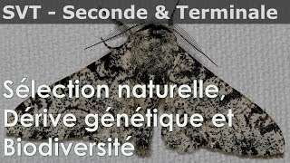 SVT  Seconde amp Terminale  Dérive génétique sélection naturelle biodiversité [upl. by Hgielyk427]