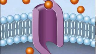 How Facilitated Diffusion Works [upl. by Jeanne]