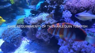 Harlequin Tuskfish care Choerodon fasciatus [upl. by Lokim]