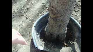 How to Get Rid of Peach Tree Borers [upl. by Avika338]