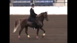 Gaited Morgans at httpsgaitedmorganscom [upl. by Thurmond974]