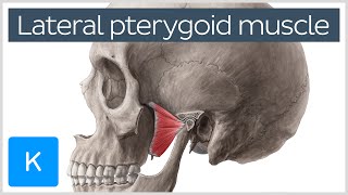 Function of the Lateral Pterygoid Muscle  Human Anatomy  Kenhub [upl. by Hewet]