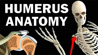 HUMERUS ANATOMY [upl. by Lledo]