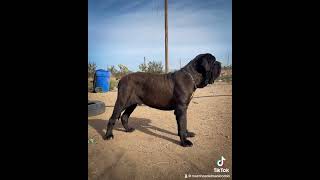 Biggest 15 month old neapolitanmastiff Bebe [upl. by Erinna]