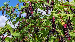 Pokeweed Phytolacca americana  or why so many people eat this highly poisonous plant [upl. by Sidon179]