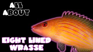 All About The Eight Lined Wrasse [upl. by Meriel]