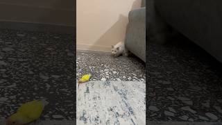 Kedi Kuşu yakalama peşinde 😳 birds parrot cats shortvideo viralvideo youtubeshorts funny [upl. by Inoj627]